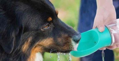 Botellas de agua para perros. Bebedero de agua para perros.Botella agua perro