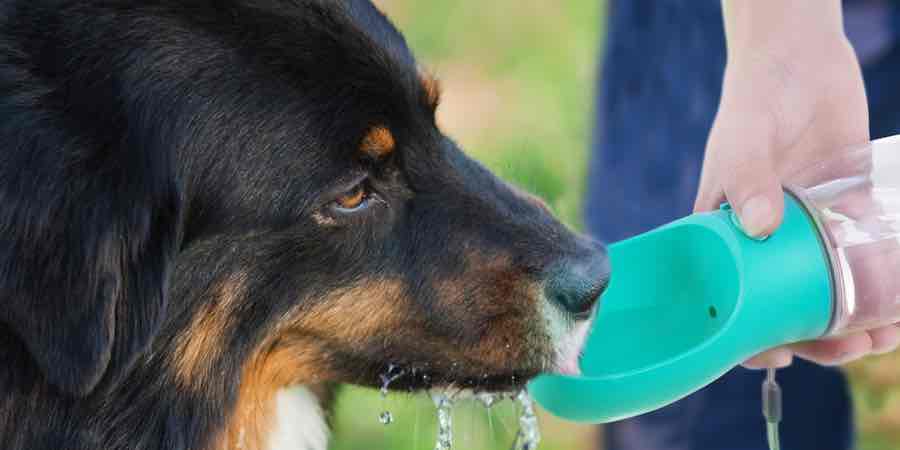 Mi perro no bebe agua